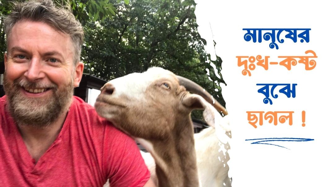 মানুষের দুঃখ–কষ্ট বুঝতে পারে ছাগল | The Goat Farming | Goat News | Daily Karatoa